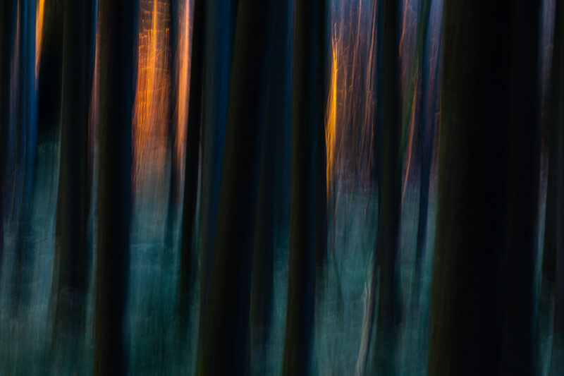 Bäume im Abendlicht, Wischbild, Österreich