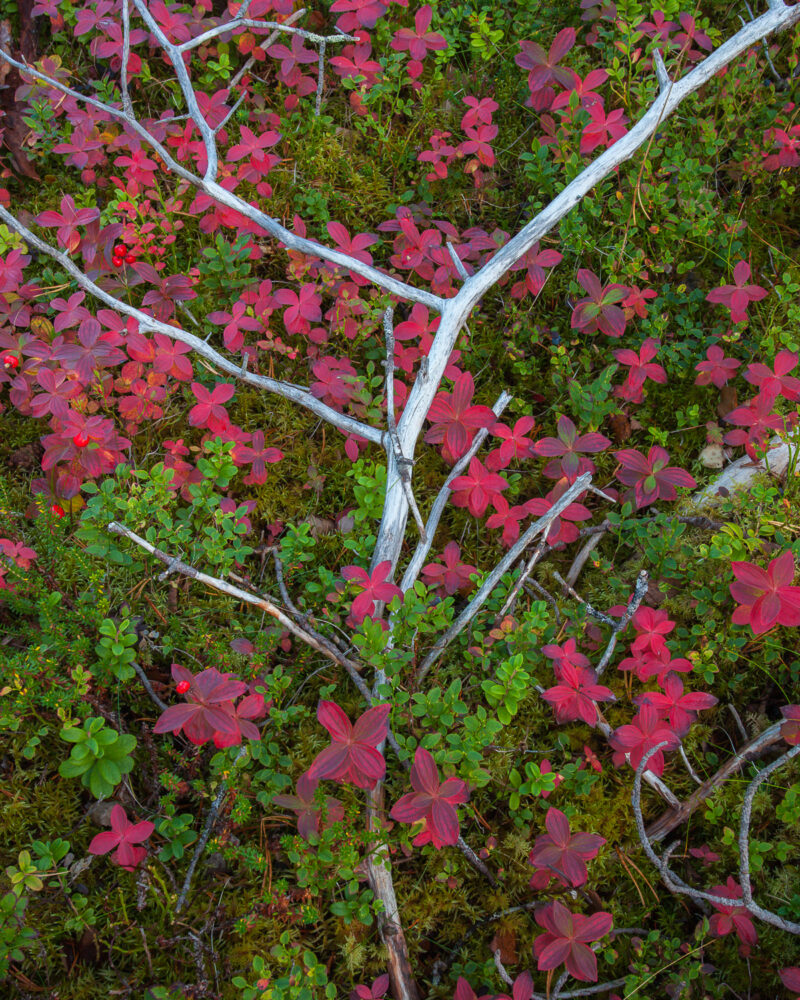 Herbstfarben im Anderdalen Nationalpark, Senja, Norwegen
