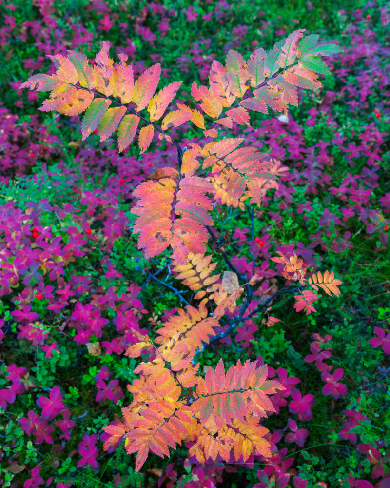 Herbstfarben im Anderdalen Nationalpark, Senja, Norwegen