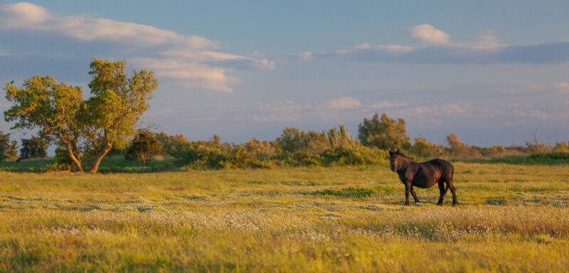 Camargue, Frankreich