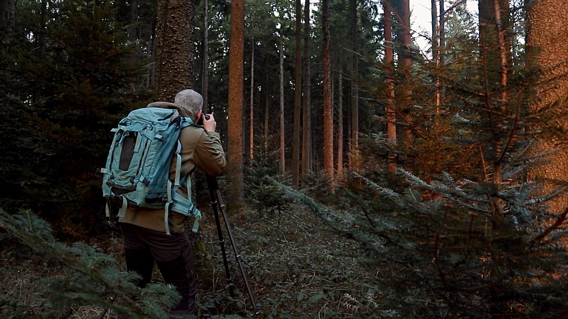 Neues Video! Abendlicht in einem Wald fotografieren