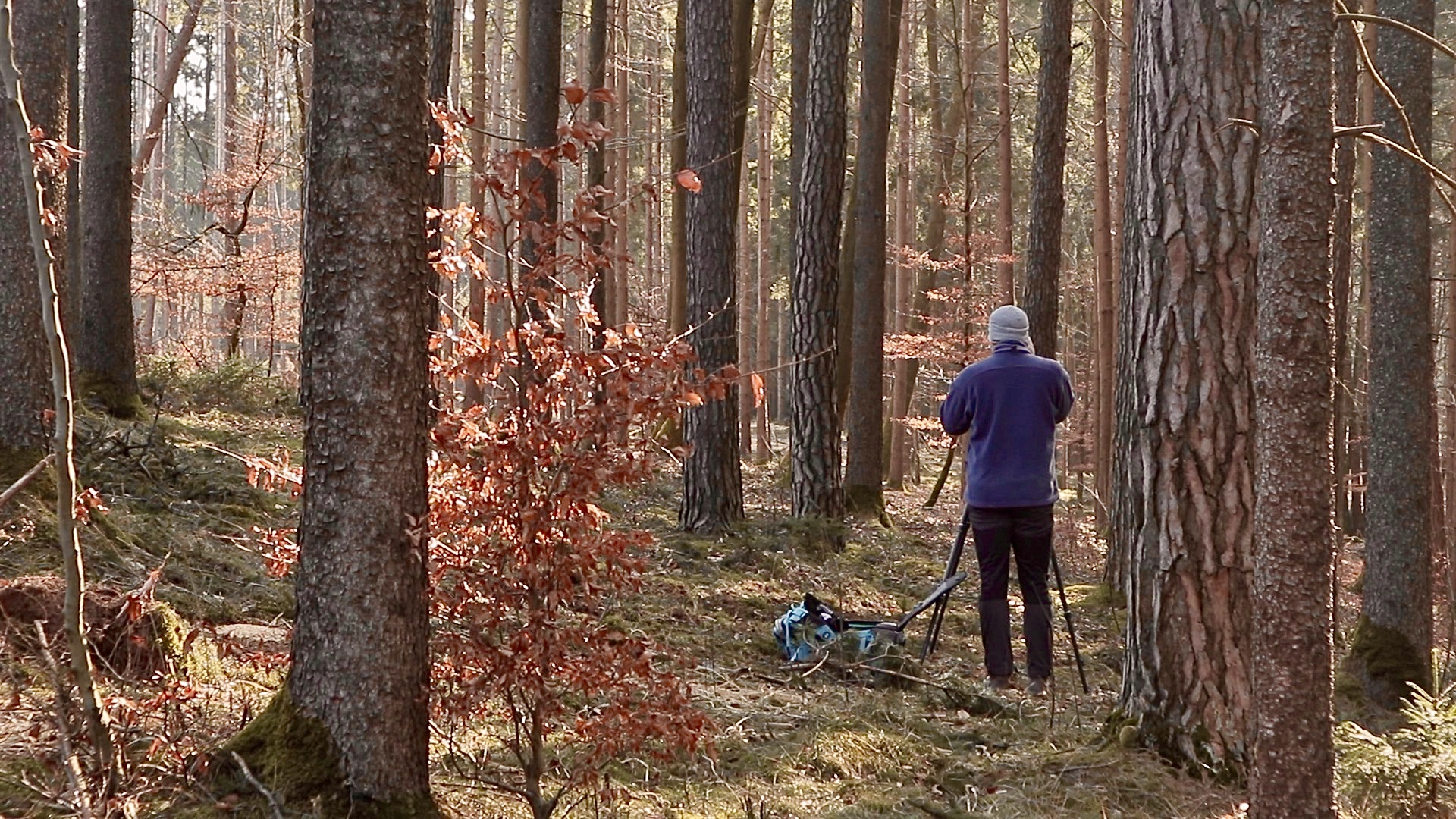 Streifzug durch den heimischen Wald