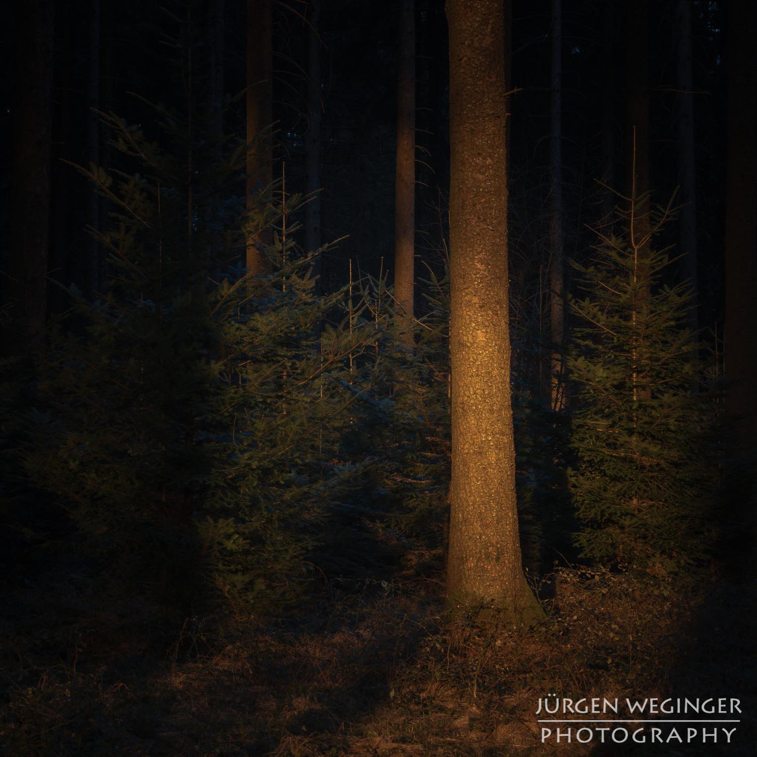 landschaftsfotografie, naturfotografie, waldfotografie, wald, wälder, mostviertel, österreich, niederösterreich, baum, bäume, sonnenuntergang