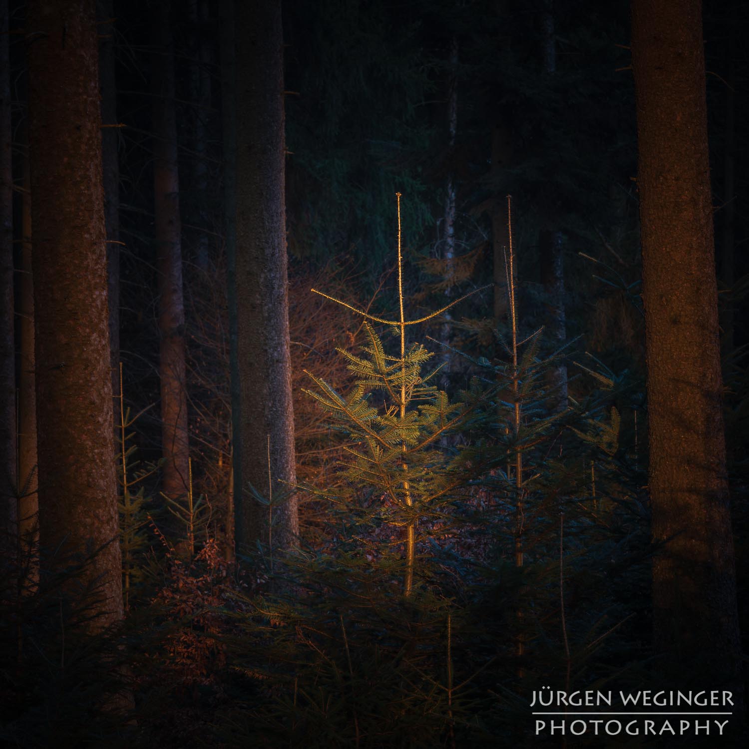 Warmes Licht im Wald | Fotografieren mit dem Teleobjektiv