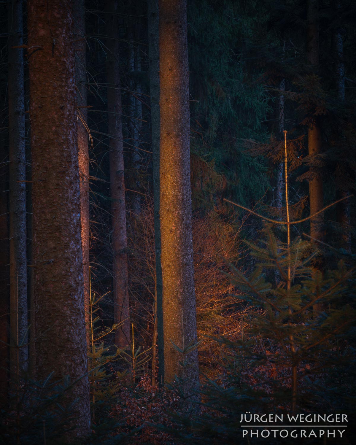 landschaftsfotografie, naturfotografie, waldfotografie, wald, wälder, mostviertel, österreich, niederösterreich, baum, bäume, sonnenuntergang