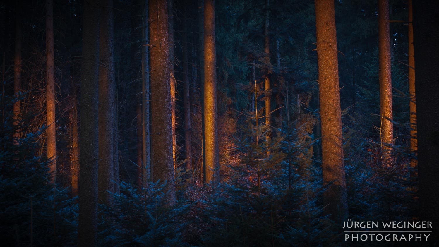 landschaftsfotografie, naturfotografie, waldfotografie, wald, wälder, mostviertel, österreich, niederösterreich, baum, bäume, sonnenuntergang