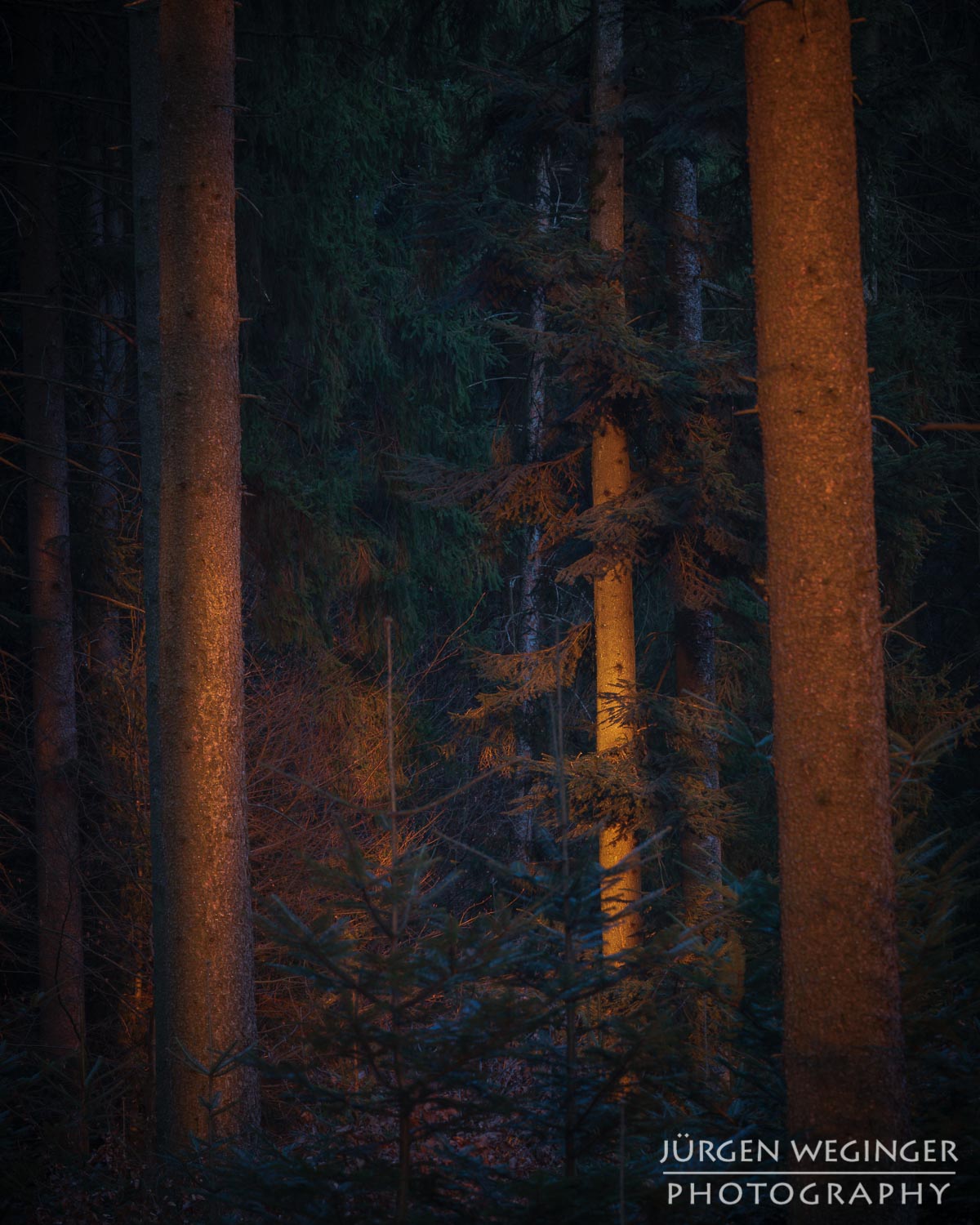 landschaftsfotografie, naturfotografie, waldfotografie, wald, wälder, mostviertel, österreich, niederösterreich, baum, bäume, sonnenuntergang