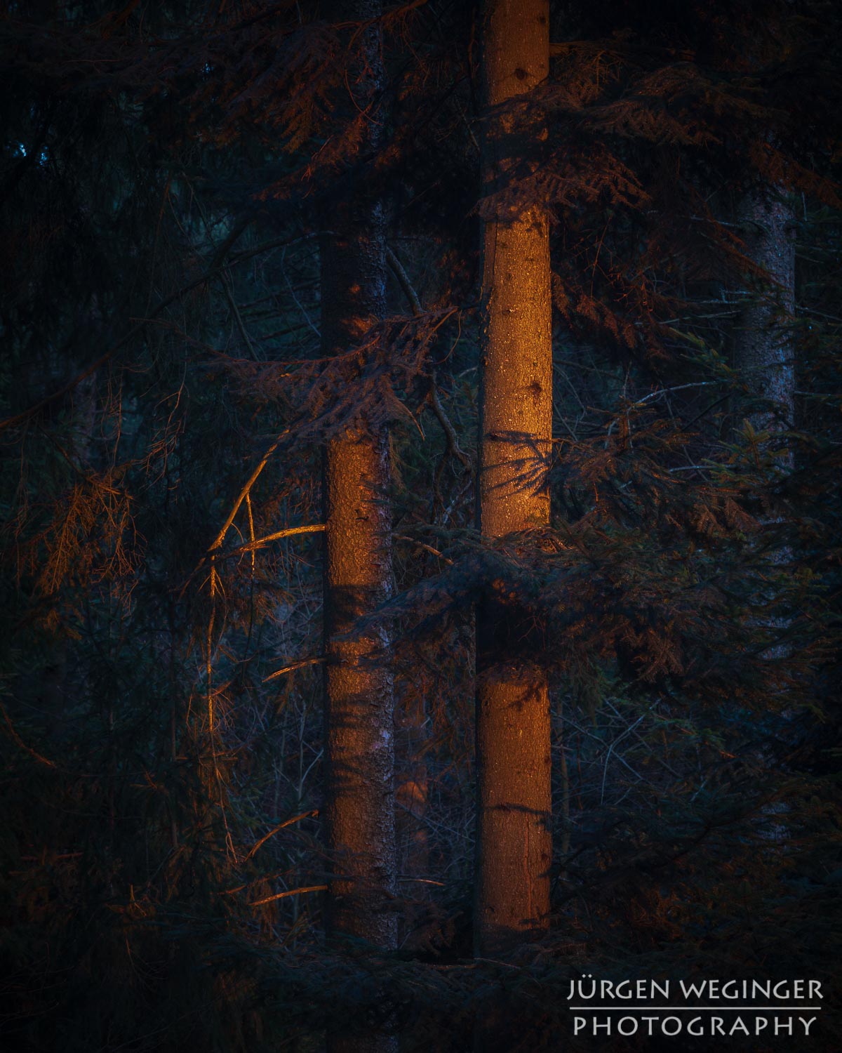 landschaftsfotografie, naturfotografie, waldfotografie, wald, wälder, mostviertel, österreich, niederösterreich, baum, bäume, sonnenuntergang