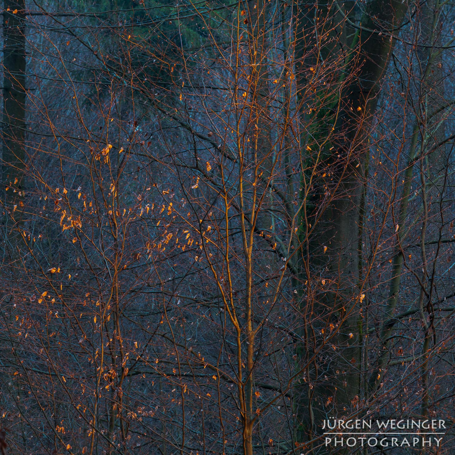 landschaftsfotografie, naturfotografie, waldfotografie, wald, wälder, mostviertel, österreich, niederösterreich, baum, bäume, sonnenuntergang