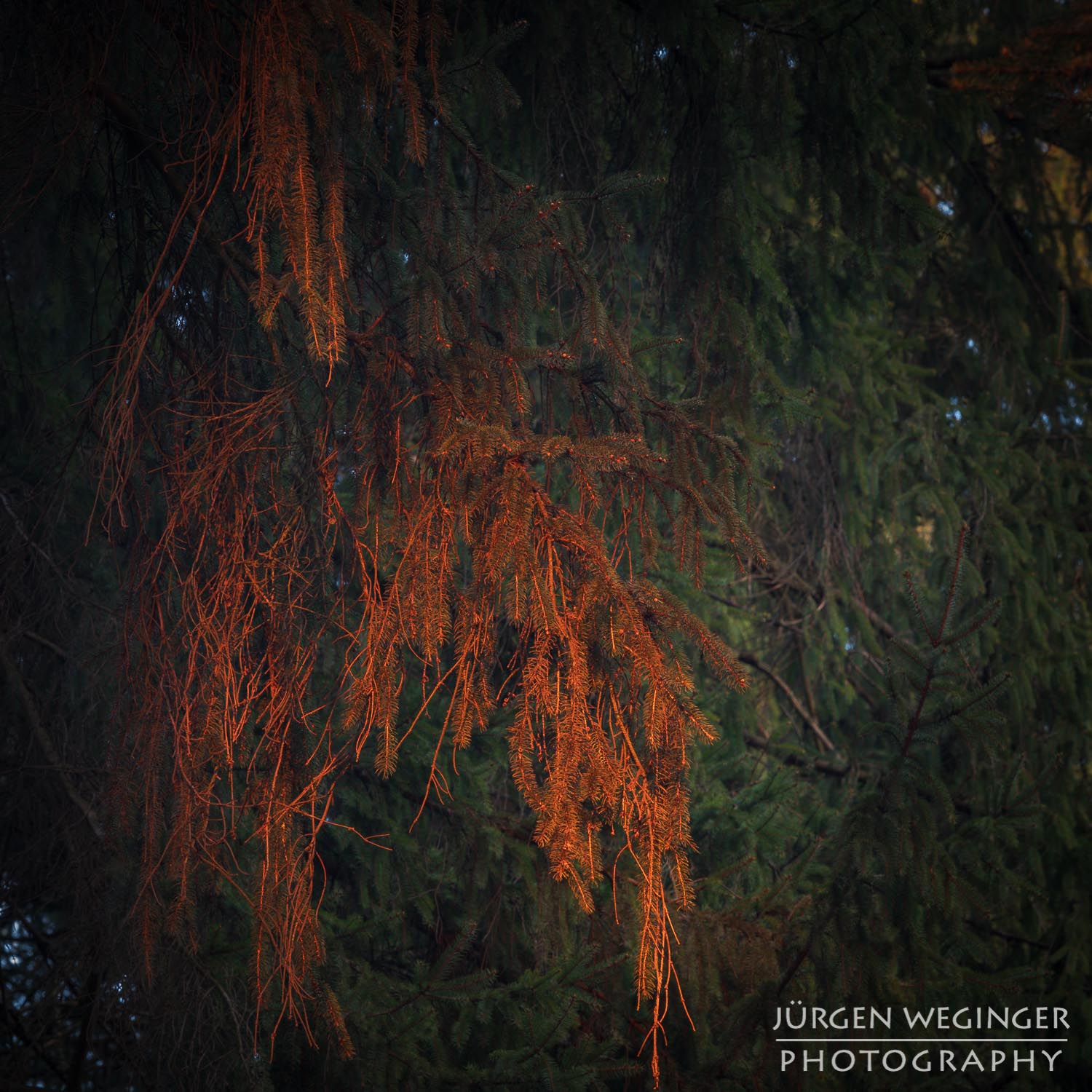 landschaftsfotografie, naturfotografie, waldfotografie, wald, wälder, mostviertel, österreich, niederösterreich, baum, bäume, sonnenuntergang