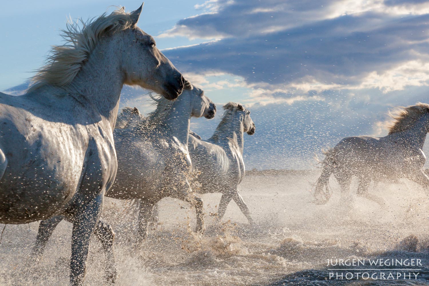 #Bildarchiv | Die weissen Pferde der Camargue