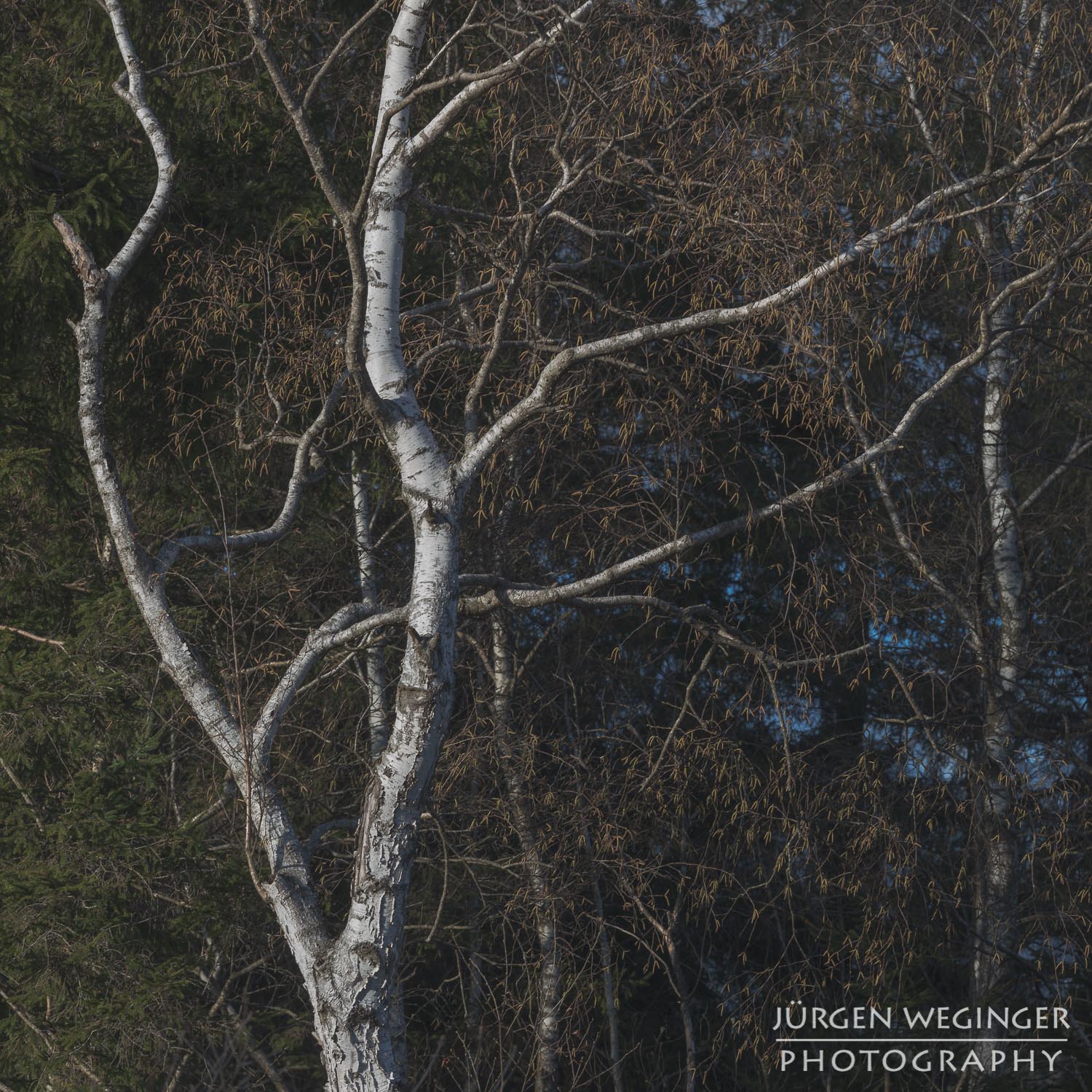 panoramasee, baum, wald, steiermark, österreich, landschaftsfotografie, naturfotografie, sonnenuntergang