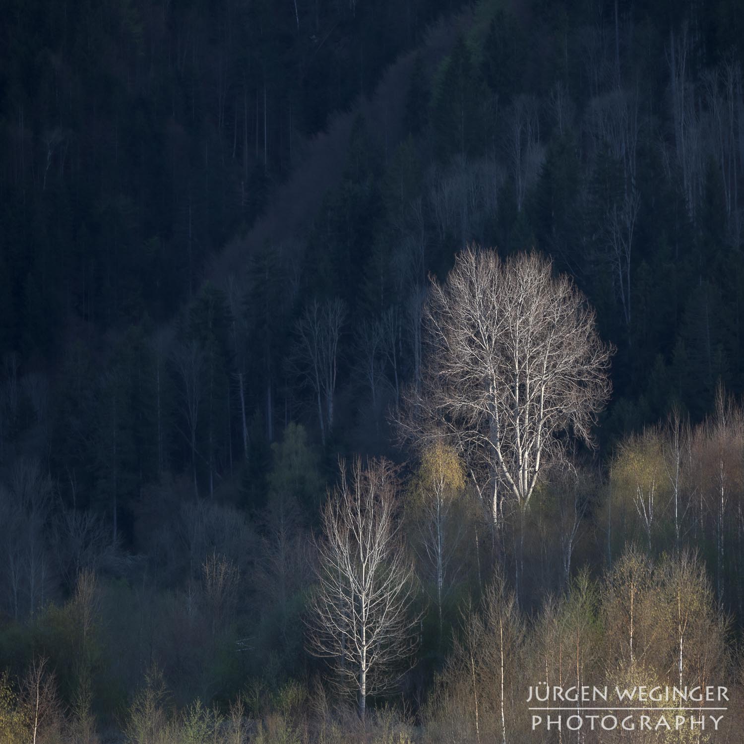 panoramasee, wald, baum, steiermark, österreich, landschaftsfotografie, naturfotografie, sonnenuntergang