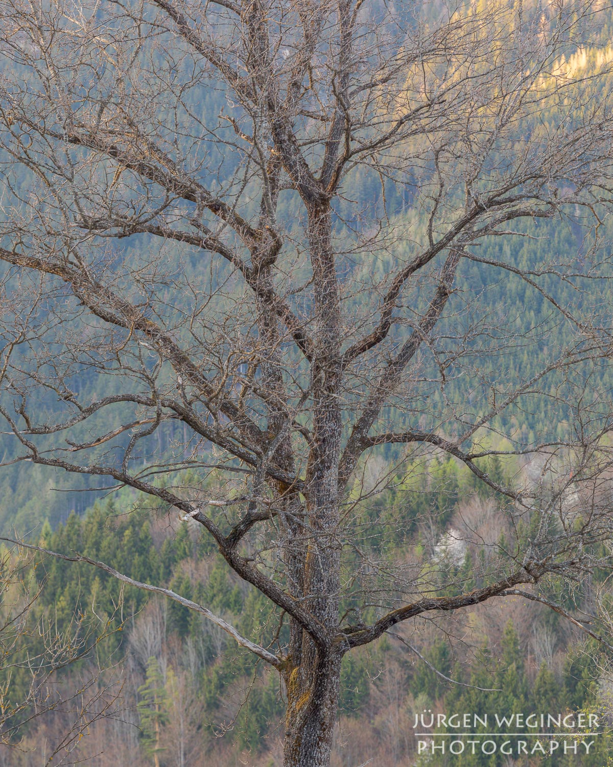 panoramasee, baum, steiermark, österreich, landschaftsfotografie, naturfotografie, sonnenuntergang