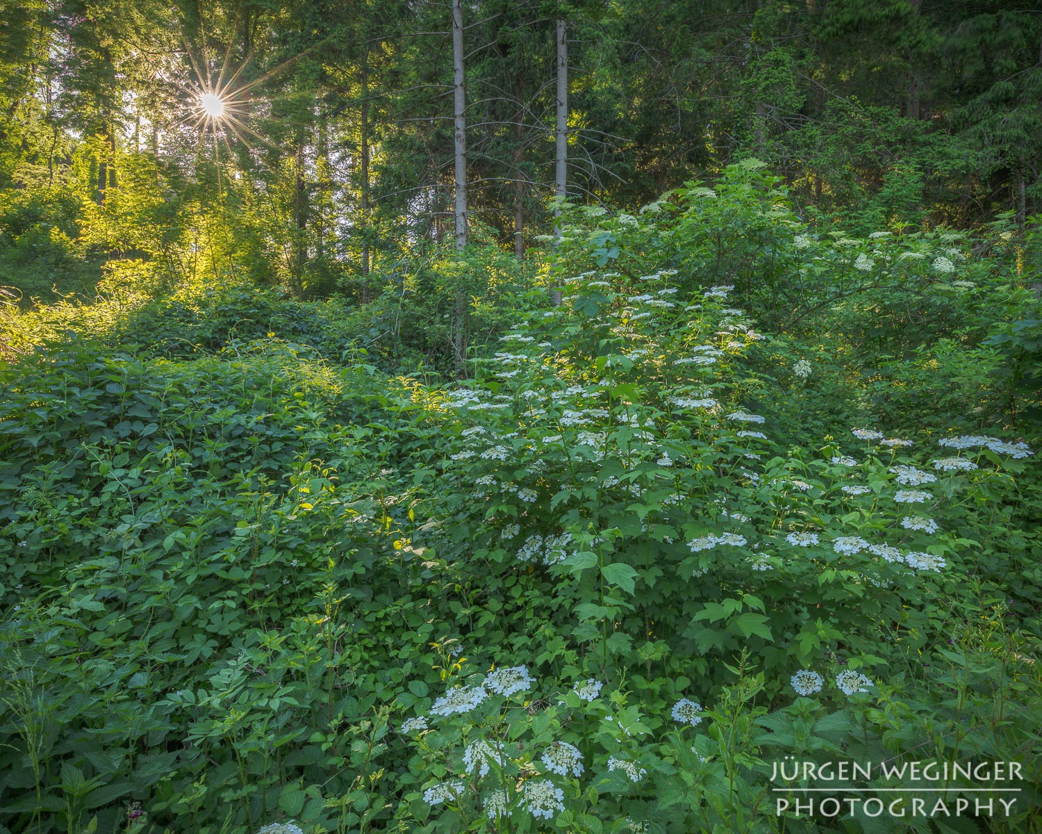 wald, wälder, waldgebiet, waldfotografie, niederösterreich, österreich, landschaftsfotografie, naturfotografie