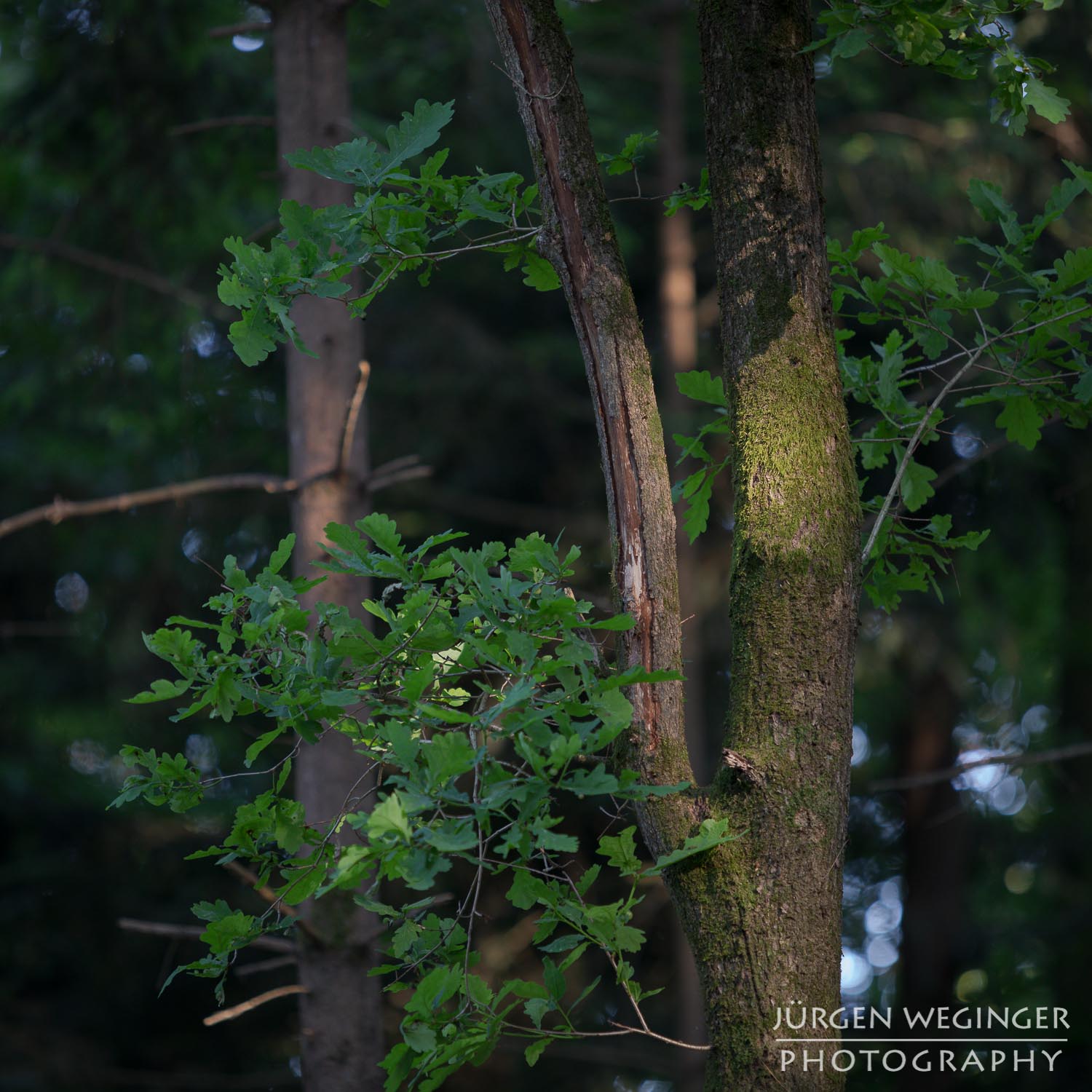 wald, wälder, waldgebiet, waldfotografie, niederösterreich, österreich, landschaftsfotografie, naturfotografie