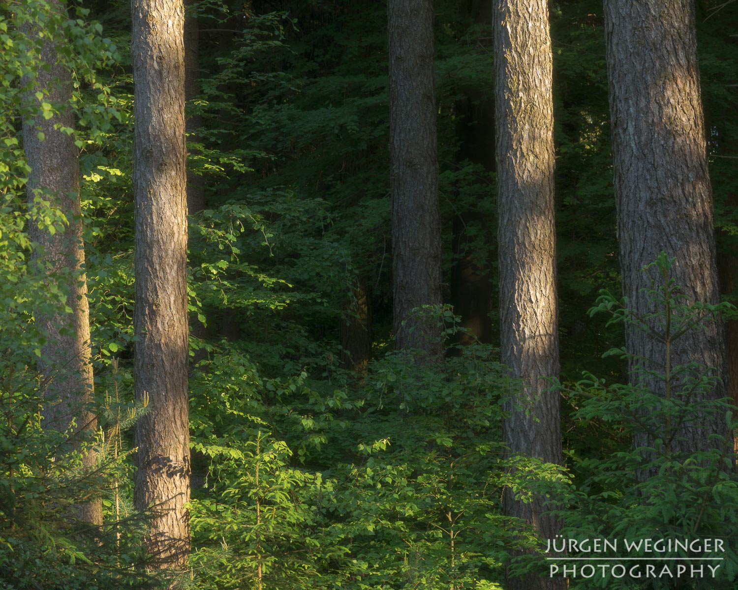 wald, wälder, waldgebiet, waldfotografie, niederösterreich, österreich, landschaftsfotografie, naturfotografie