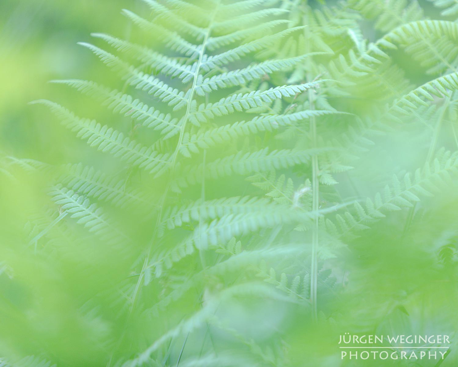 wald, wälder, waldgebiet, waldfotografie, niederösterreich, österreich, landschaftsfotografie, naturfotografie