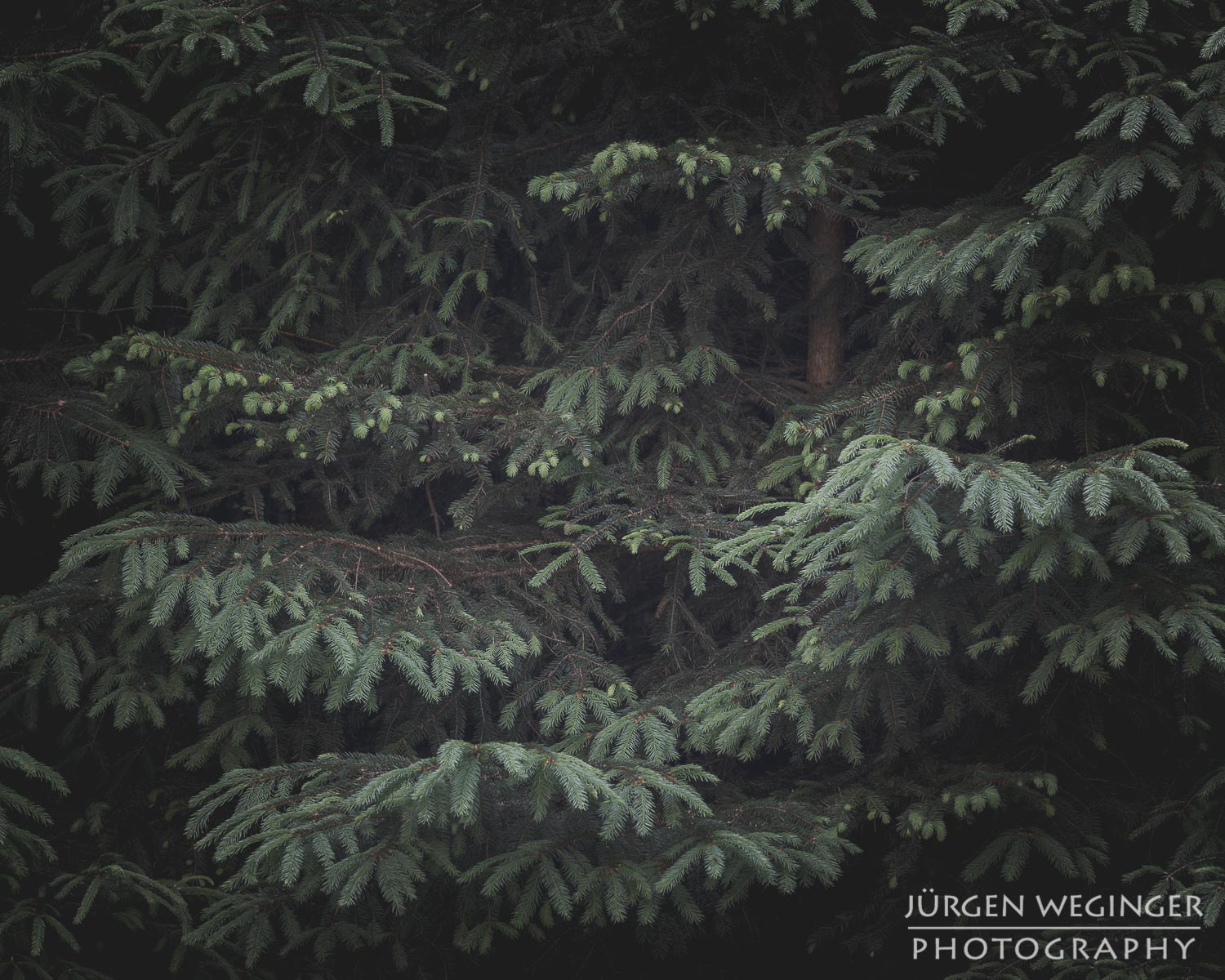 wald, wälder, waldgebiet, waldfotografie, niederösterreich, österreich, landschaftsfotografie, naturfotografie