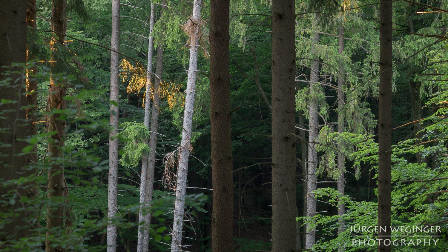 wald, wälder, waldgebiet, waldfotografie, niederösterreich, österreich, landschaftsfotografie, naturfotografie