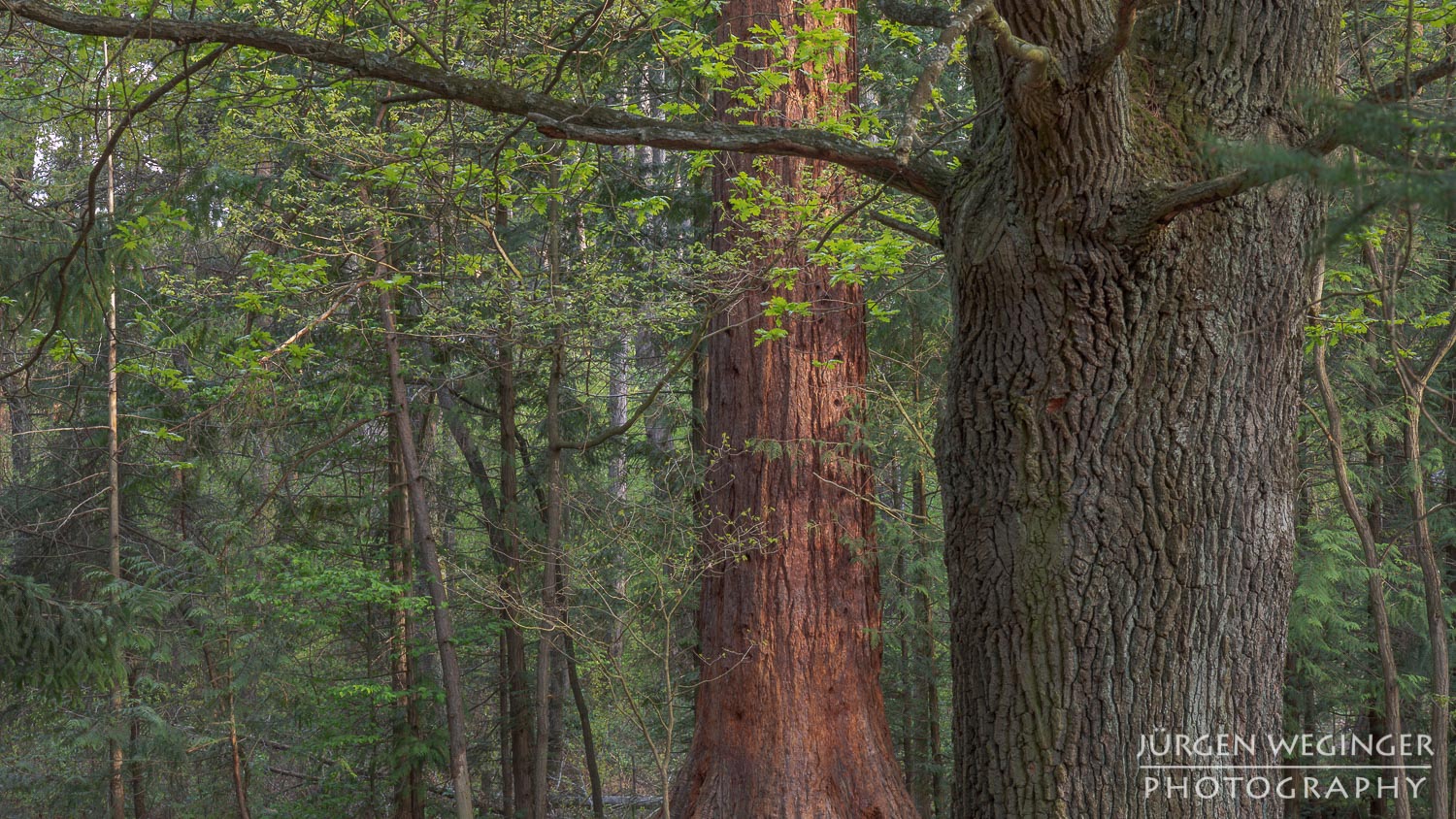 mammutbäume, paudorf, dunkelsteinerwald, österreich, landsschaftsfotografie, waldfotografie