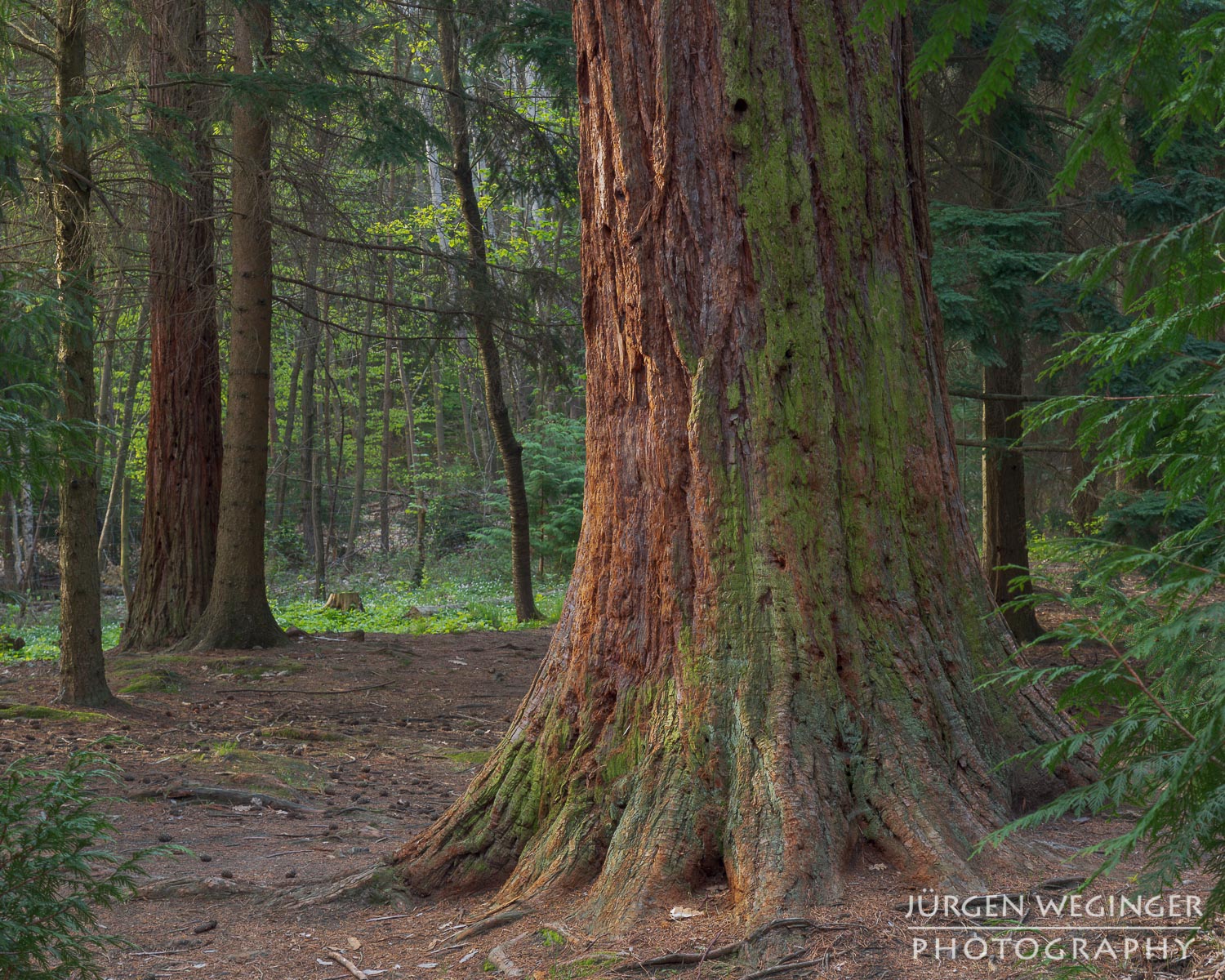 mammutbäume, paudorf, dunkelsteinerwald, österreich, landsschaftsfotografie, waldfotografie
