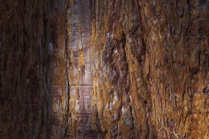 mammutbäume, paudorf, dunkelsteinerwald, österreich, landsschaftsfotografie, waldfotografie