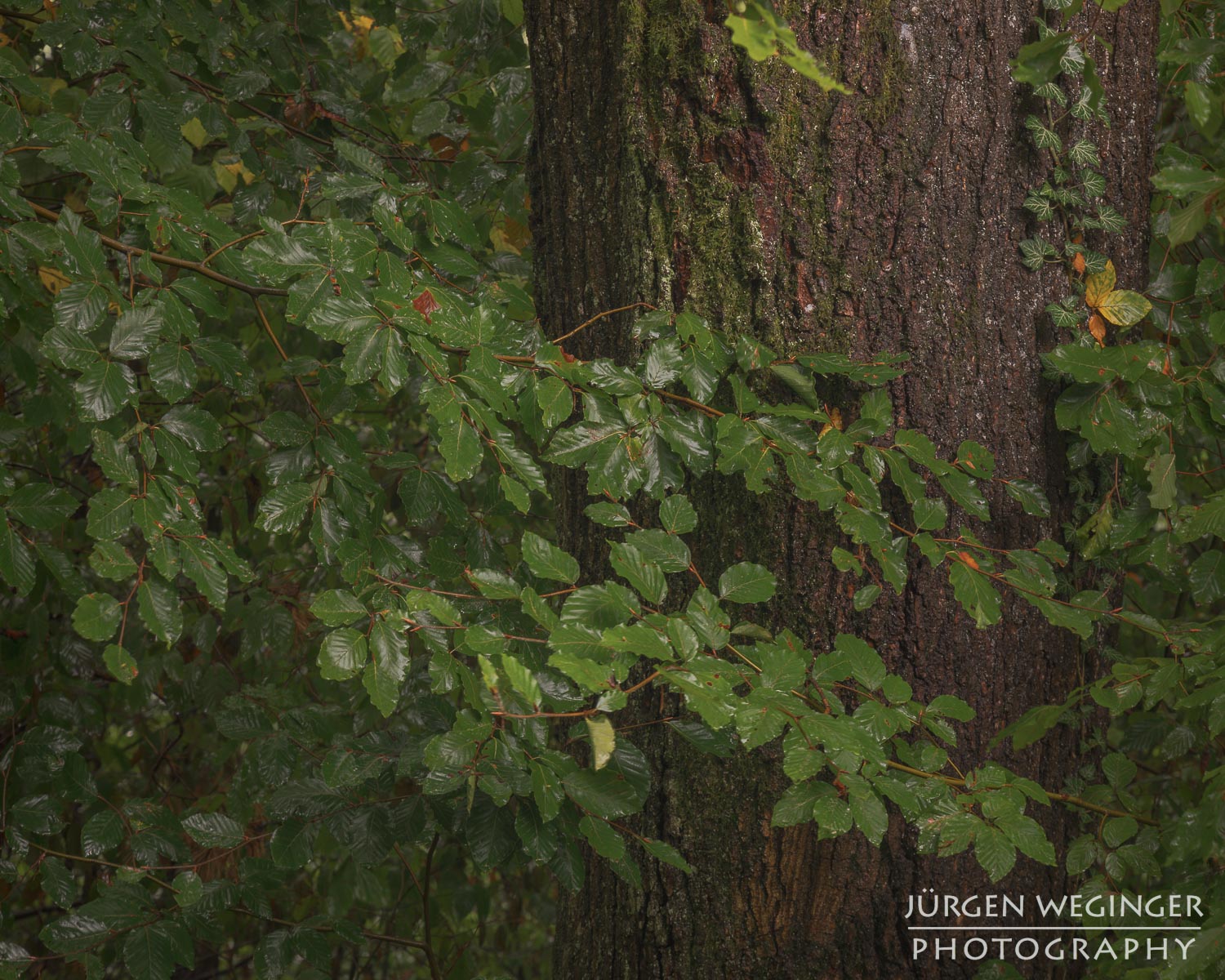 wald, baum, landschaftsfotografie, naturfotografie, waldfotografie, wälder fotografieren, bäume fotografieren