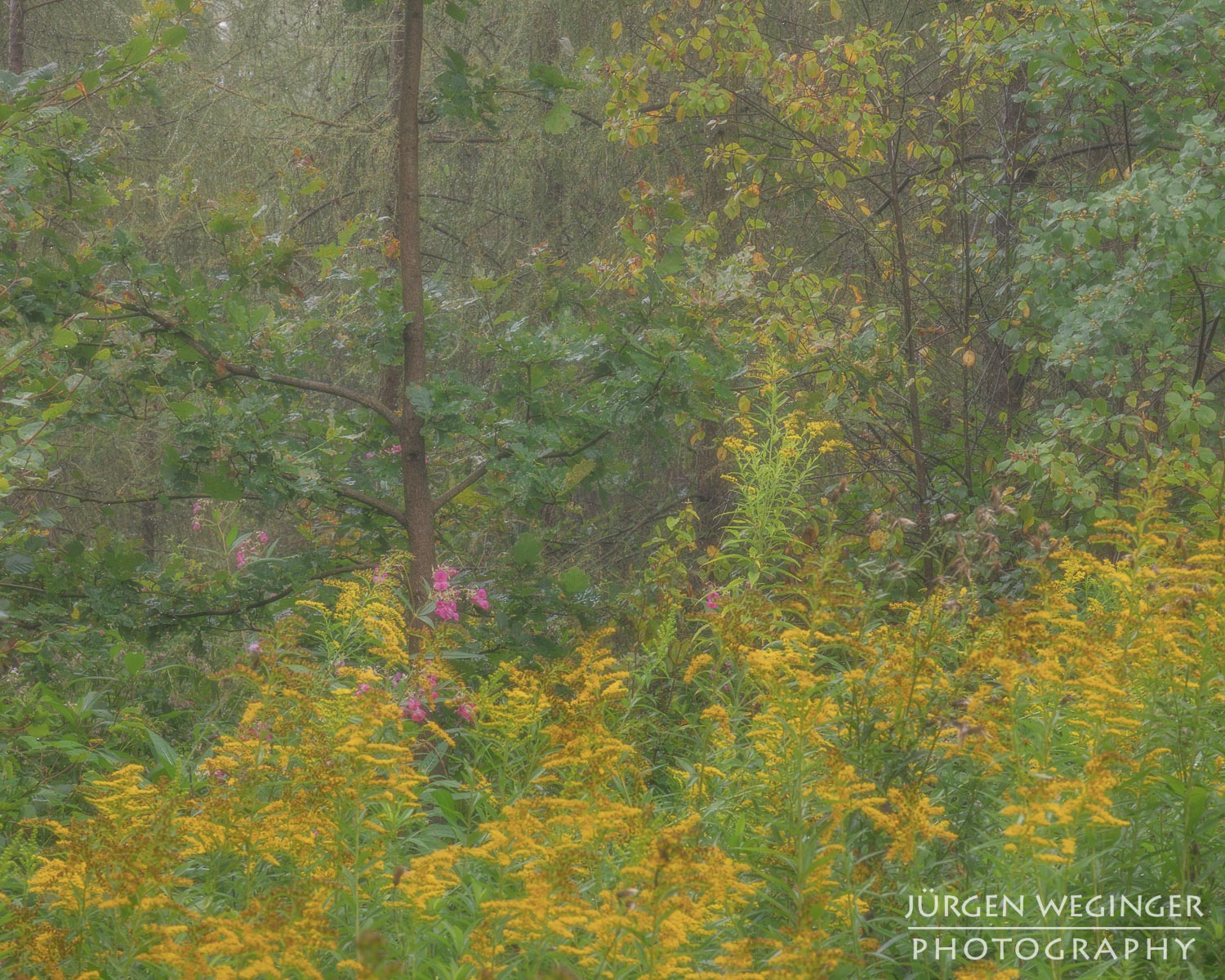 Farbe und Licht im Wald fotografieren