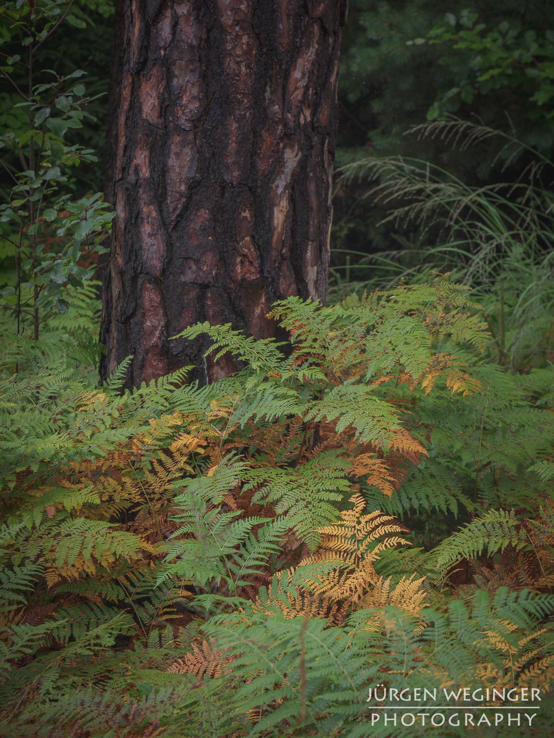 wald, baum, landschaftsfotografie, naturfotografie, waldfotografie, wälder fotografieren, bäume fotografieren