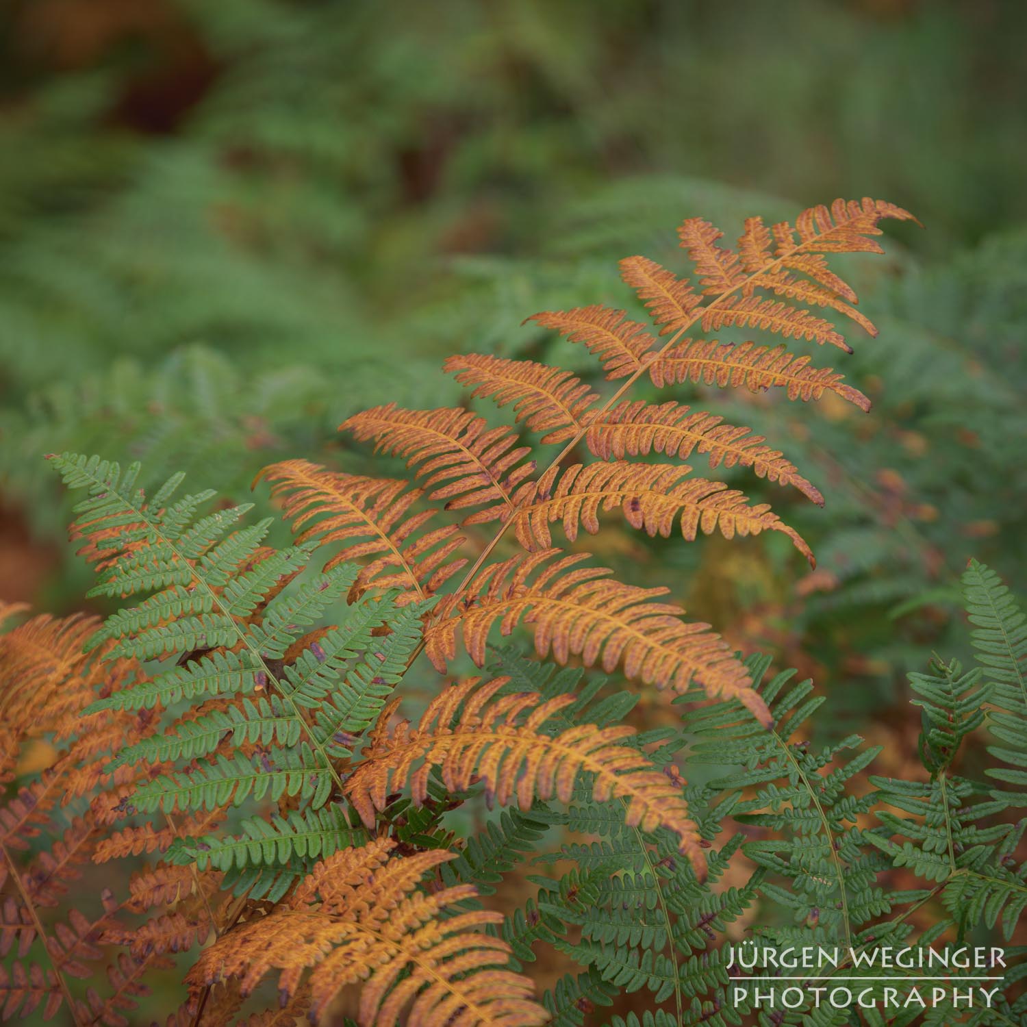 wald, baum, landschaftsfotografie, naturfotografie, waldfotografie, wälder fotografieren, bäume fotografieren