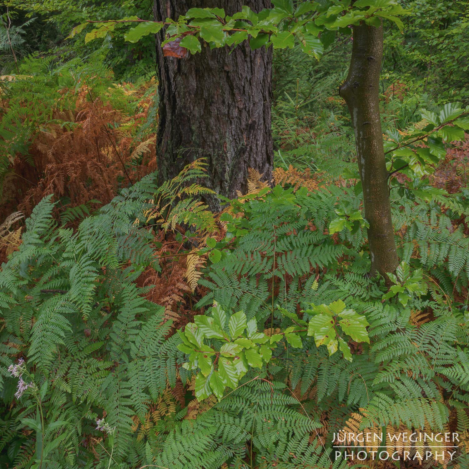 wald, baum, landschaftsfotografie, naturfotografie, waldfotografie, wälder fotografieren, bäume fotografieren