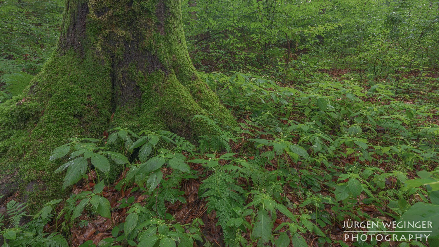 wald, baum, landschaftsfotografie, naturfotografie, waldfotografie, wälder fotografieren, bäume fotografieren