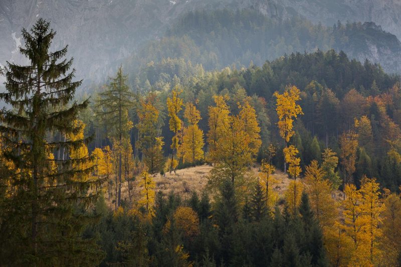 Nationalpark Gesäuse, Gesäuse, Steiermark, herbst, Herbstfarben, Herbstimpressionen, herbstliche Idylle, Naturerlebnis, Natur, Landschaft