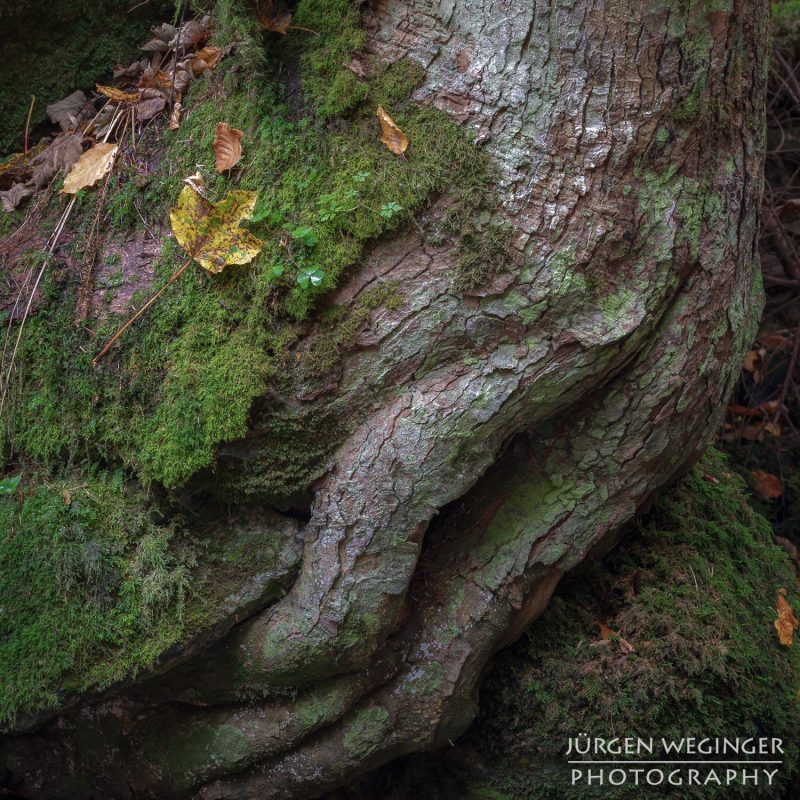Kreativer Fotoworkshop in der Ysperklamm im Herbst, Niederösterreich. Fotografen bei der Arbeit an Wasserfällen, moosbewachsenen Felsen und idyllischen Landschaften.