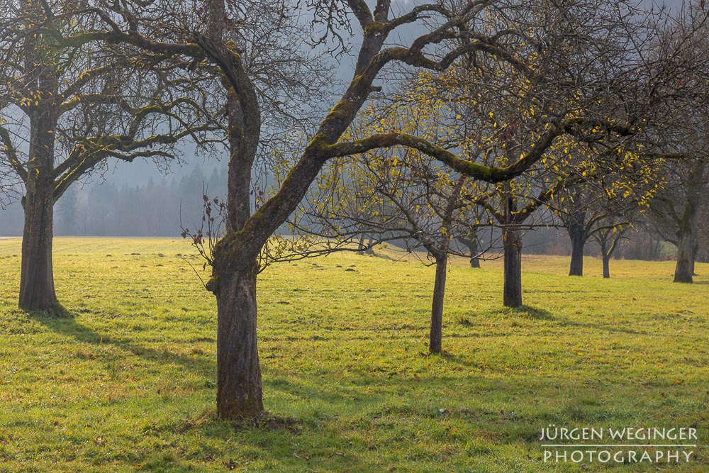 Ennstal, Steiermark, Landschaft, Natur, Bäume, Wälder