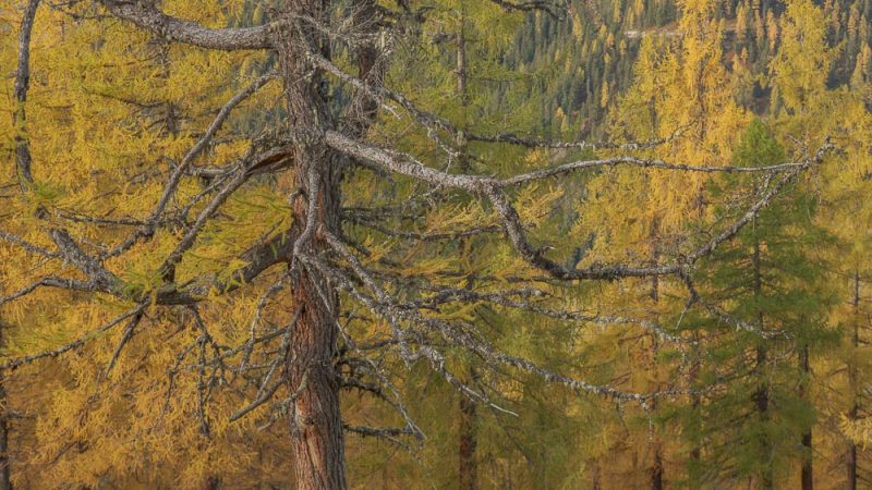 Herbst