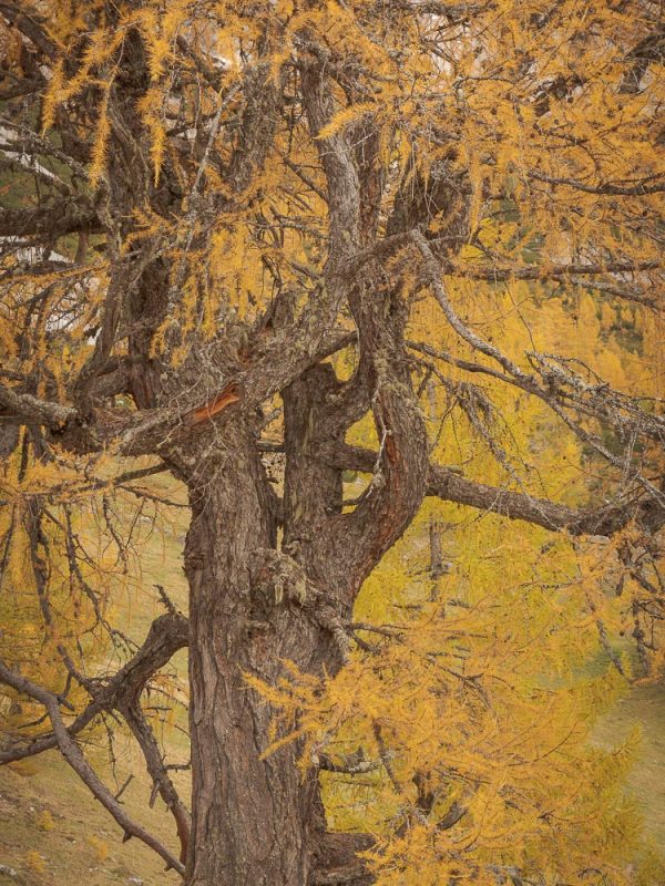 Herbst