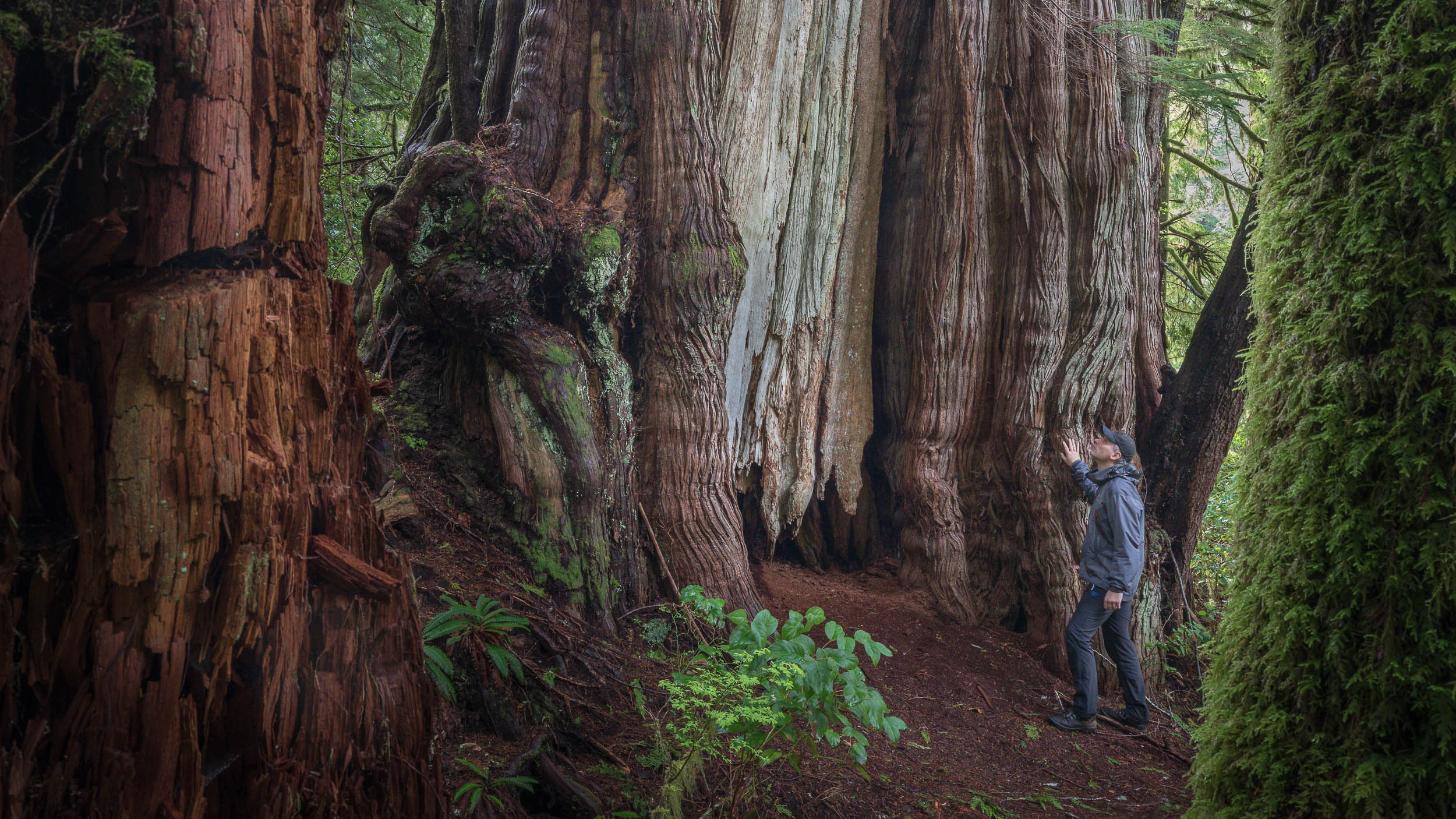 Internationaler Tag der Wälder!