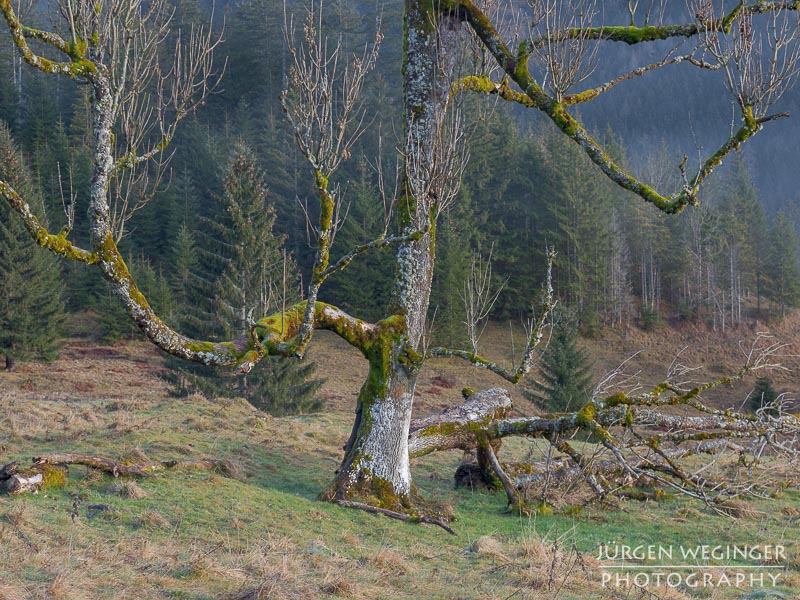 #Bildarchiv | Charaktervoller Baum