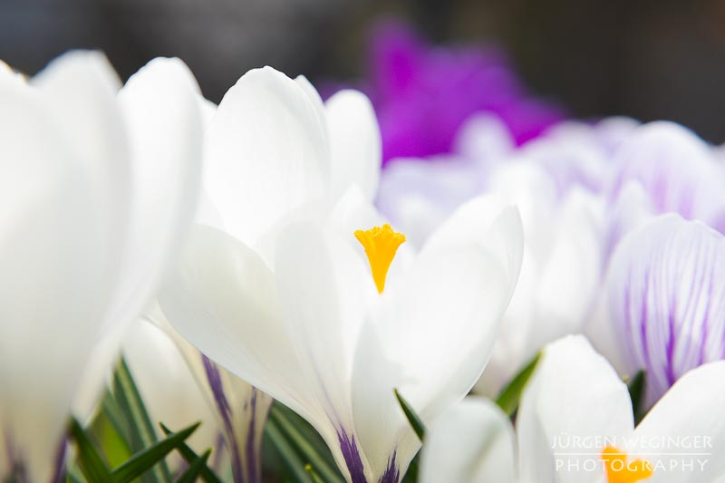 blumen, vegetation, frühling, makroaufnahme, canon, zwischenring