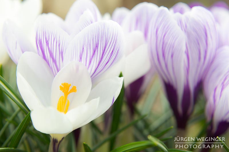 blumen, vegetation, frühling, makroaufnahme, canon, zwischenring