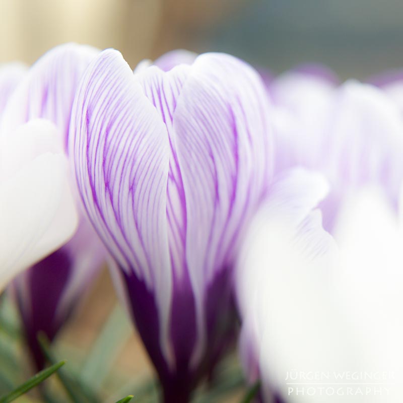 blumen, vegetation, frühling, makroaufnahme, canon, zwischenring