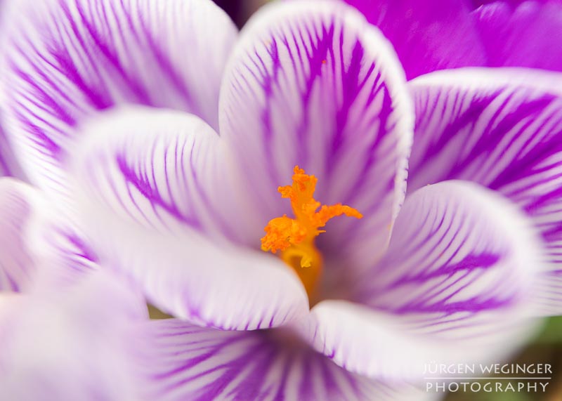 Blumen im eigenen Garten fotografieren | Der Unschärfe verfallen