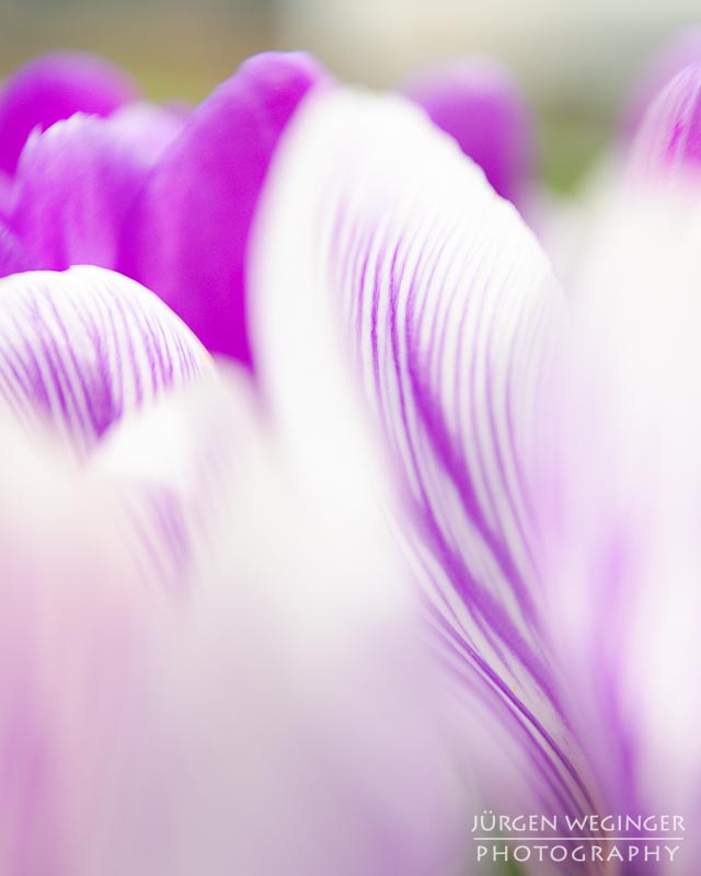 blumen, vegetation, frühling, makroaufnahme, canon, zwischenring