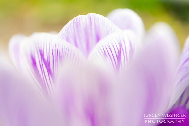 blumen, vegetation, frühling, makroaufnahme, canon, zwischenring