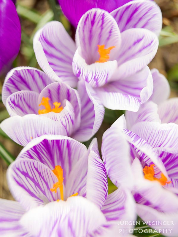 blumen, vegetation, frühling, makroaufnahme, canon, zwischenring