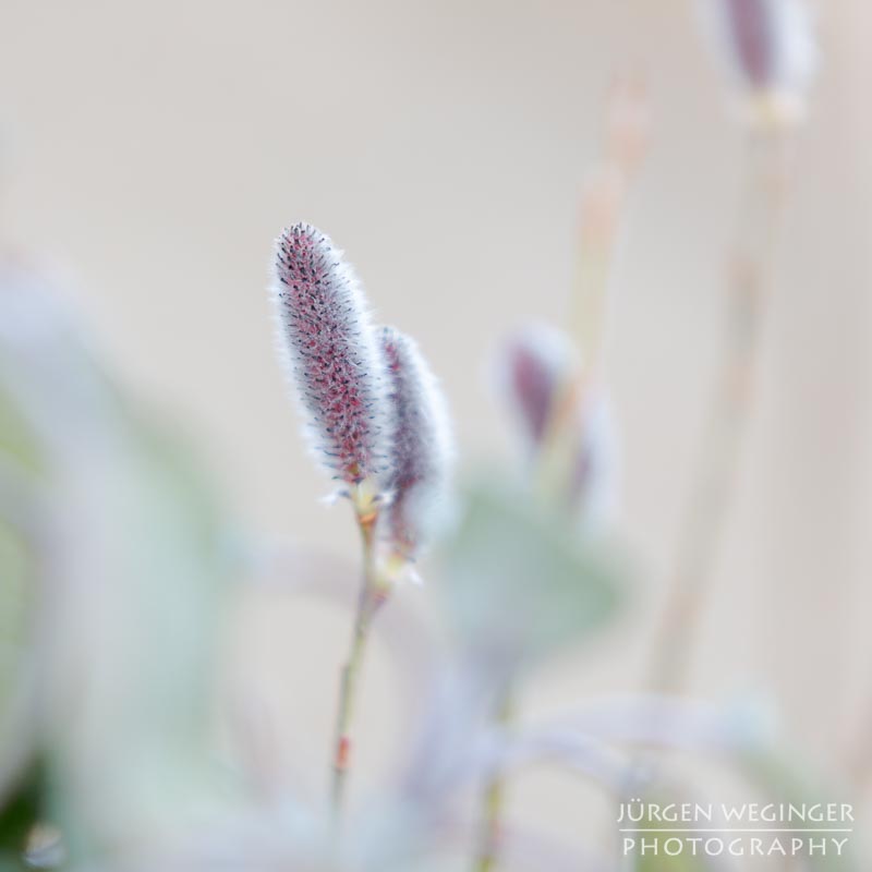 blumen, vegetation, frühling, makroaufnahme, canon, zwischenring