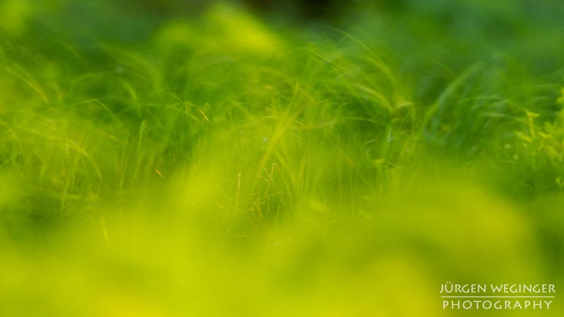 Schön, Mostviertel, Niederösterreich,  Österreich, abstrakt, kunstvoll, Fotografie, Natur, Landschaft, Wald, Wälder, Frühling 