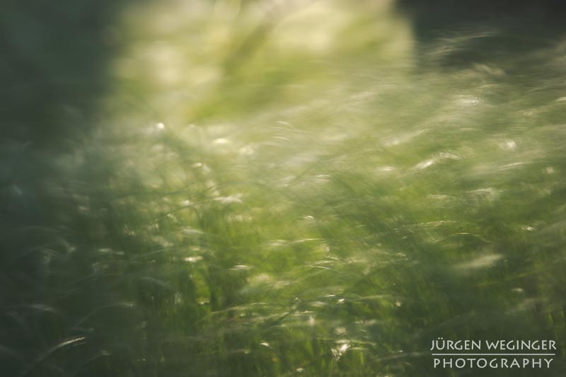 Schön, Mostviertel, Niederösterreich, Österreich, abstrakt, kunstvoll, Fotografie, Natur, Landschaft, Wald, Wälder, Frühling